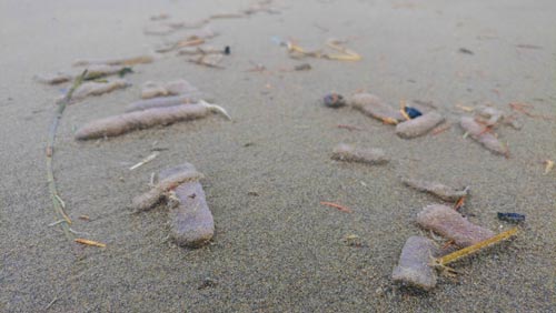 Gobs of Pyrosomes Hit Oregon Coast, Scientists Mystified - But There's a Theory