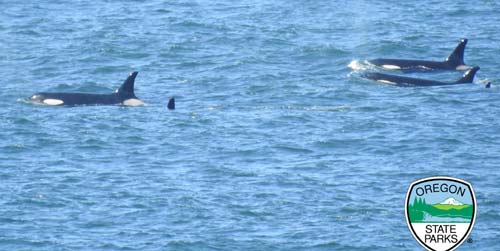 Video: More Than One Group of Killer Whales on Oregon Coast Makes for Spectacular Sights