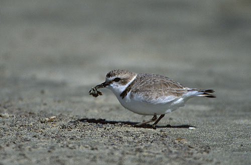 the snowy plover is a threatened species