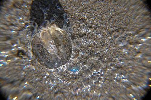 The Surreal, Bubble-like Creatures on Oregon Coast Beaches and Their Faux Glow 