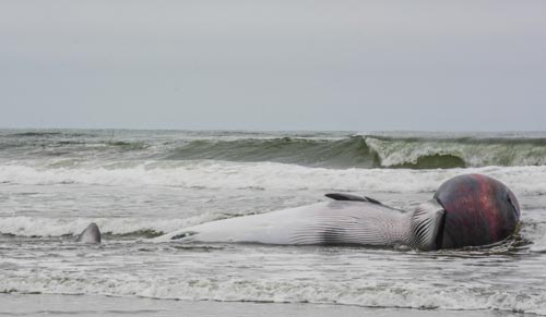 Almost-Exploding Minke Whale Crash-Lands Near N. Oregon Coast 
