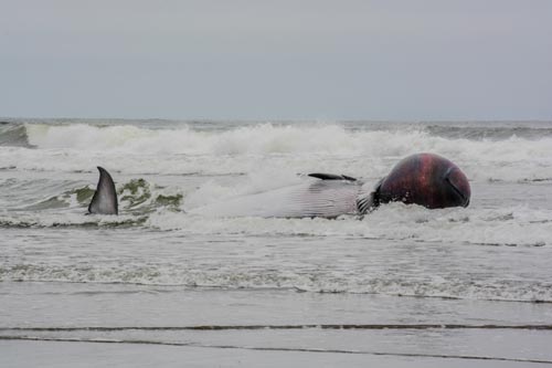 Almost-Exploding Minke Whale Washes Up Near N. Oregon Coast Border
