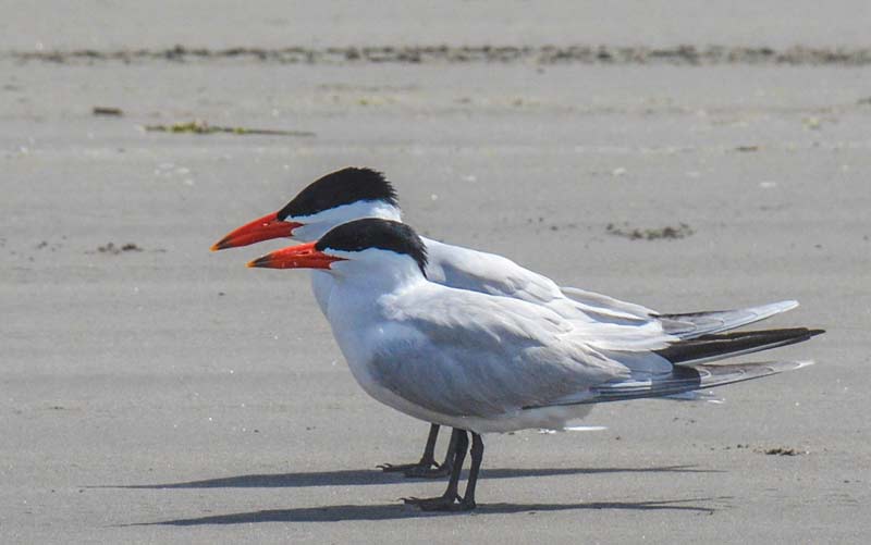 Lovely Little Caspian Tern Returns to Oregon Coast