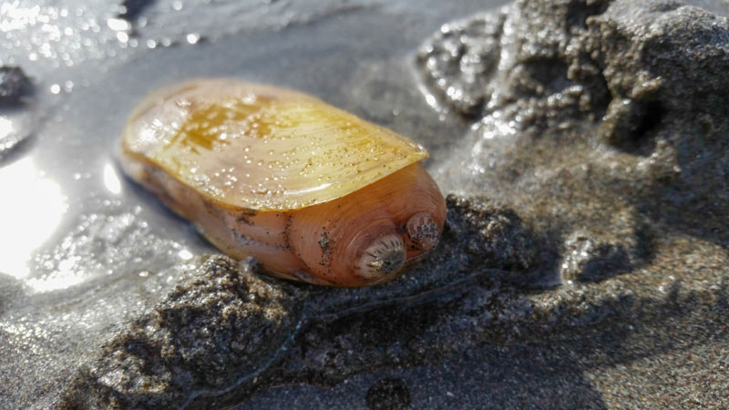 Razor clam harvesting now open on Oregon's central coast - OPB