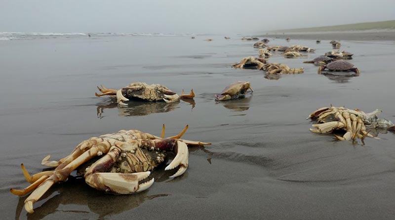 Another Oregon / Washington Coast Oddity: Bundles of Crab Shells on Beaches