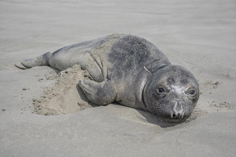Molting Elephant Seal Found on Oregon Coast - Painful Process There and at Washington Coast
