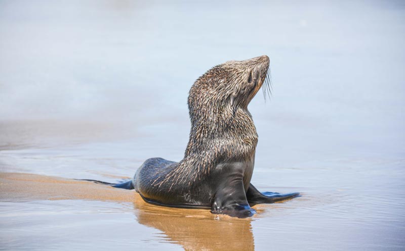 Fur Seal Pup Rescued on N. Oregon Coast, Headed for Happy Ending 