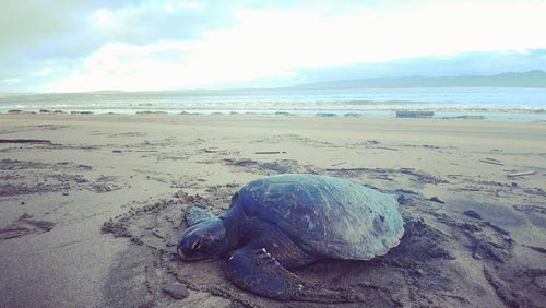Second Sea Turtle Rescued from Oregon Coast Beaches 