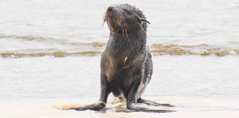Oregon Coast Crews Rescue Endangered Seal from Washington Beach