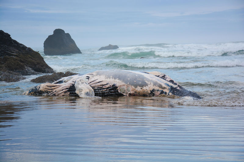 Deceased and Decayed Humpback Whale Washes Up on North Oregon Coast 