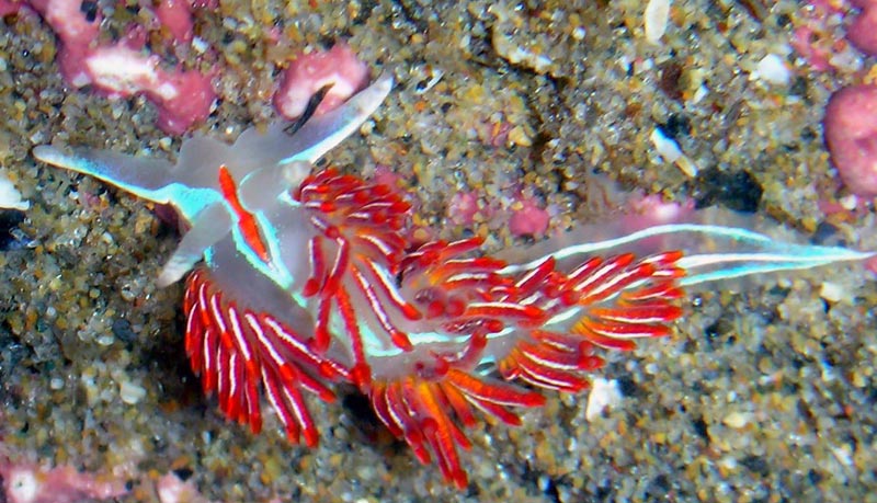 The Striking, Brightly-Colored Nudibranchs of Oregon / Washington Coast Tidepools