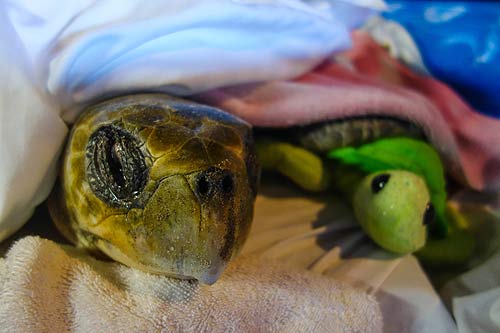 Yet another Olive Ridley sea turtle