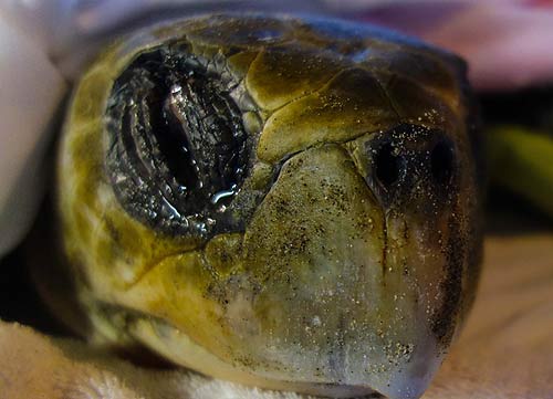 Experts Warn: Do Not Pick Up Stranded Turtles on Oregon Coast 