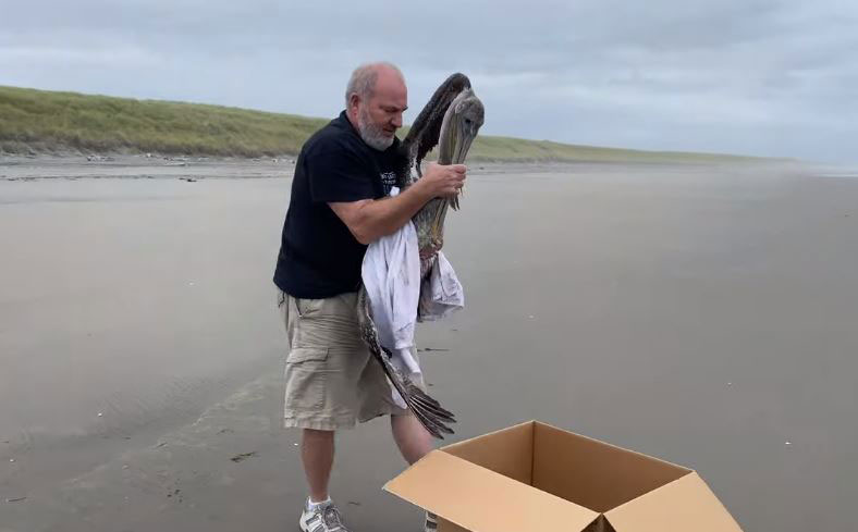 Pelican Rescue at Ft. Stevens Both Tragic and Comical | Oregon Coast Beach Connection 