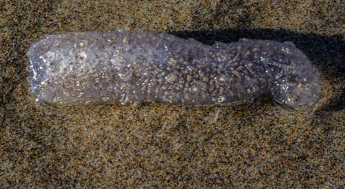 Pyrosome, a creature that glows on Oregon coast