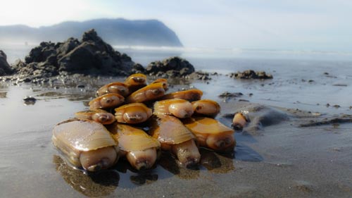 Bad News for Oregon Coast Razor Clamming; Good News for Crab 