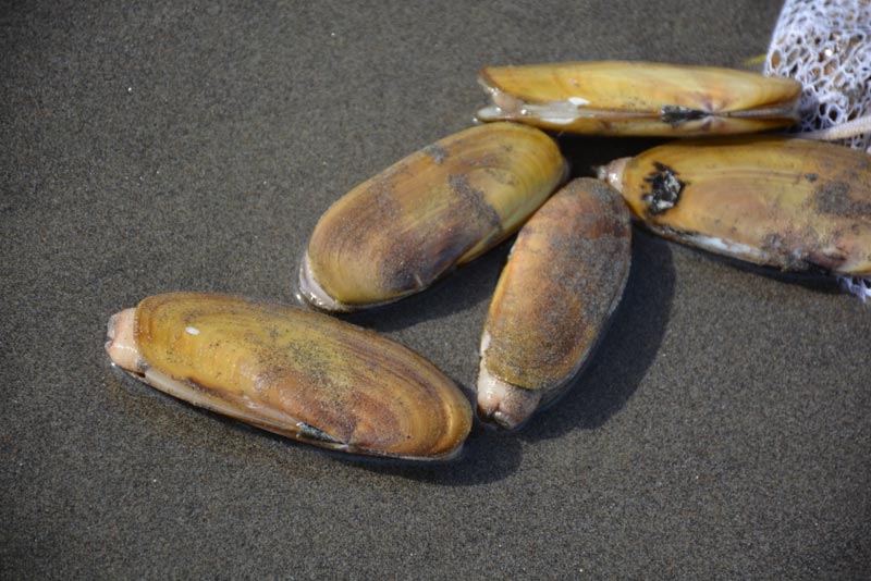 Live Pacific Razor Clams by the pound – Origin Catch