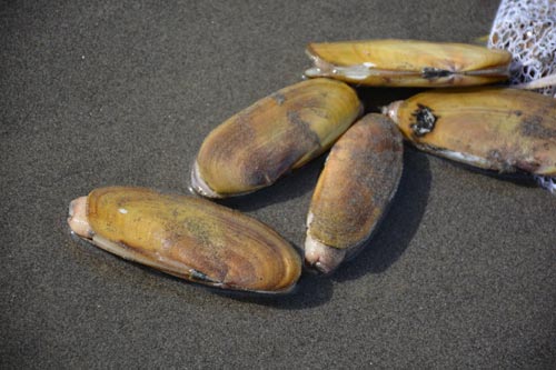 Razor clam digging resumes Thursday at Long Beach - The Columbian