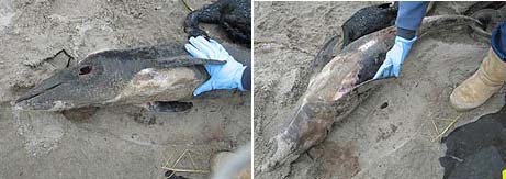 How Unusual is that Dolphin Stranding on Oregon Coast? 