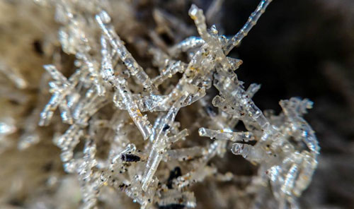 Strange Filament-like Finds on Oregon Coast Explained: the Weird Cellophane Worm