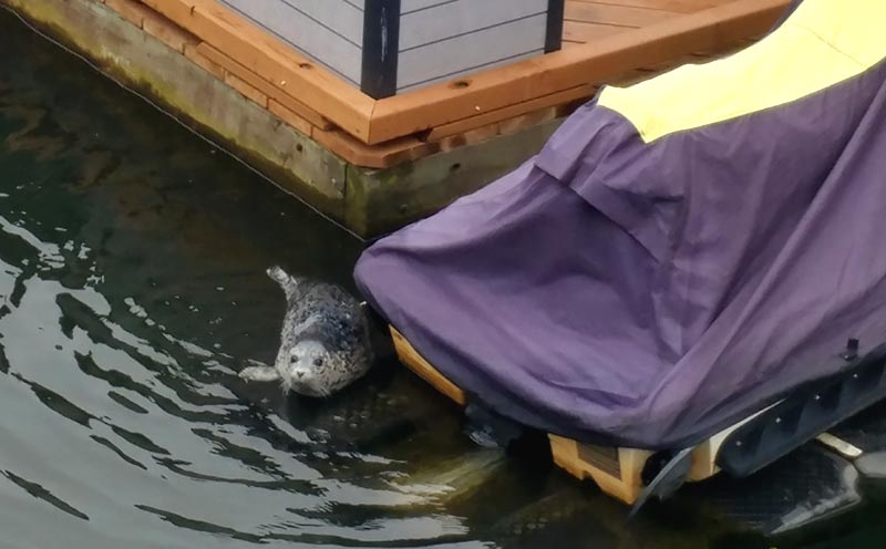 Baby Seal Swims Up Seaside River, Charms N. Oregon Coast Visitors; Video
