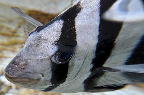 That Trippy Time a 'Tsunami Fish' Was on Display at Oregon Coast