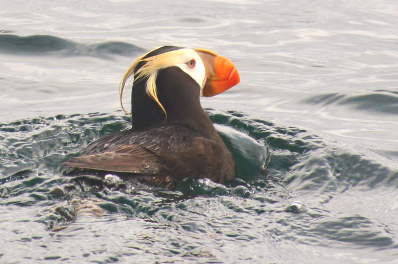July 14 Talk: Tufted Puffin Research Studies of the Oregon Coast 