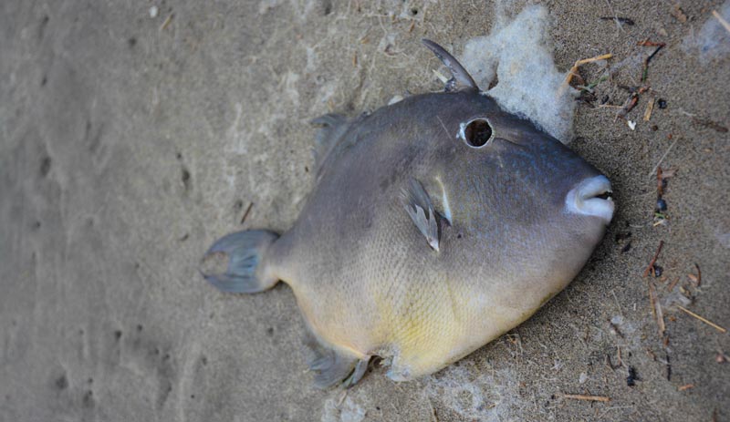 Weird Little Fish Found on S. Washington Coast, Near Oregon 