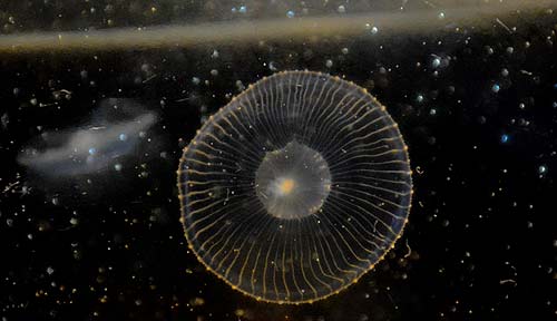 Photo: a water jelly at Seaside Aquarium, courtesy Tiffany Boothe