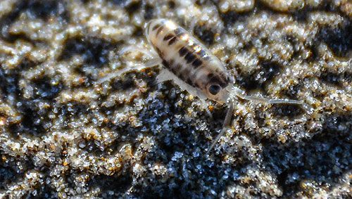 Oregon-Beach-Sand-Flea--img3237, This Sand Flea got caught …