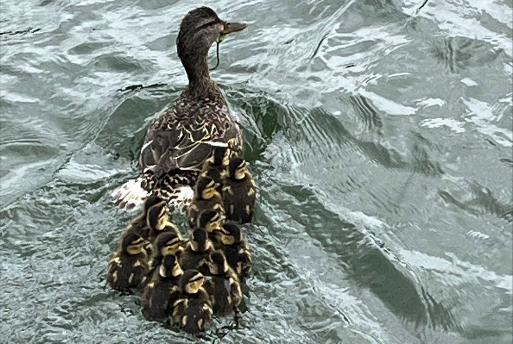 Ready for Cuteness Overload? Astoria Fire Rescues Ducklings from N. Oregon Coast Drain 