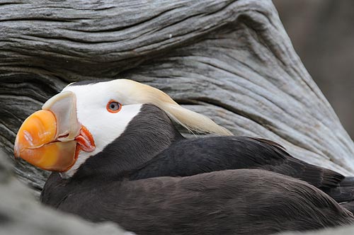 Tufted puffin  Oregon Department of Fish & Wildlife