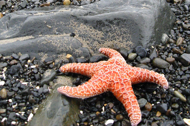 Scientists Need Help Observing Oregon Coast Sea Stars - How to Assist