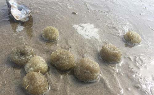 Weird, Puzzling Balls of Goo Identified on Oregon Coast, British Columbia 