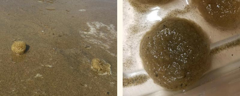 Looking Back at the Mystery of the Unusual Gooey Beach Balls Along Oregon, Canadian Coast 