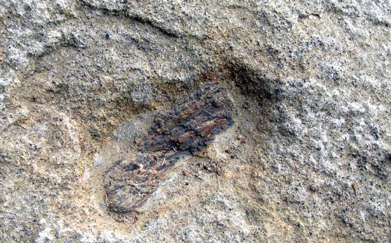Wild Things Embedded in the Rocks of Oregon Coast: Fossils Ahead and Below