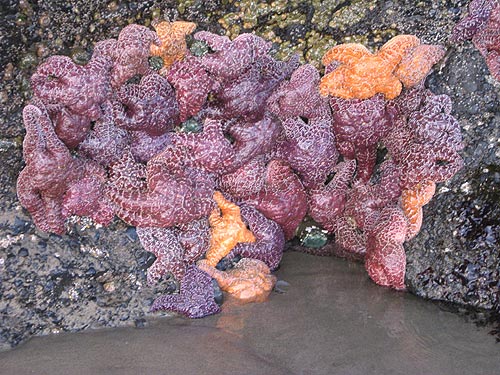 Oregon Coast Outdoors: Tidal Tours of Cannon Beach, Lincoln City Cleanup 