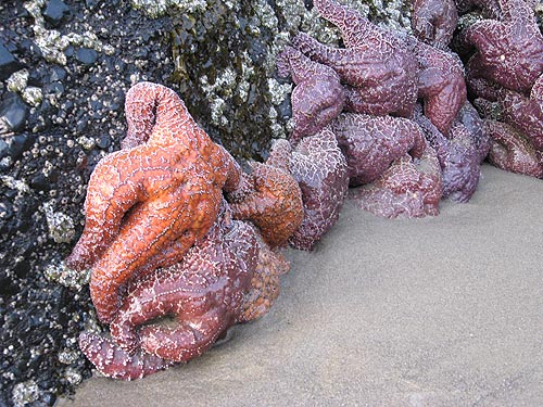 A stunning set of finds from scientists lately regarding undersea hydrothermal vents and sea stars 