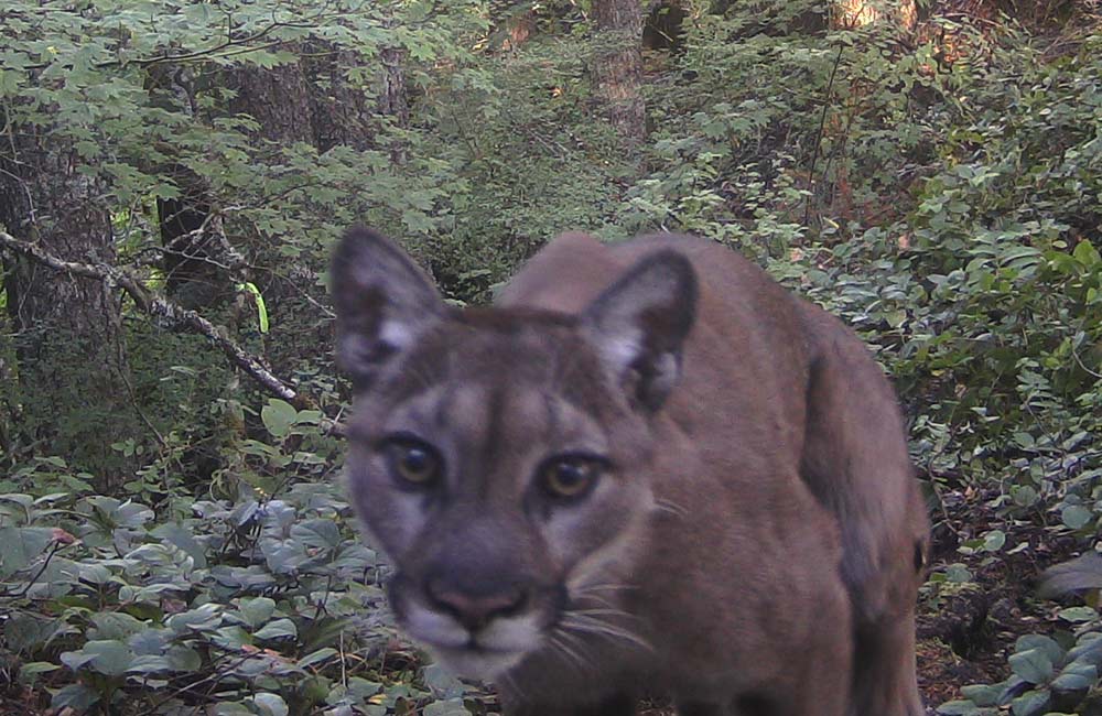 More Cougar Sightings Within North Oregon Coast Town, Police Urge Caution