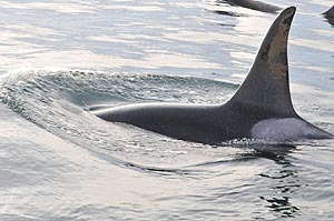 Killer Whales Spotted All Over Oregon Coast