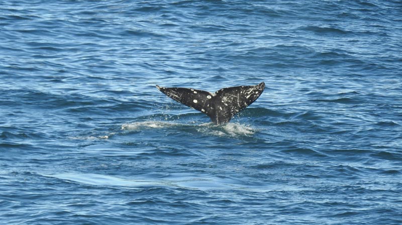 No Official Whale Watch Week But Plenty Whales on Oregon, Washington Coast