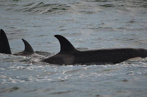 Orcas Spotted Along Oregon Coast; Gray Whales Kicking Up Numbers 