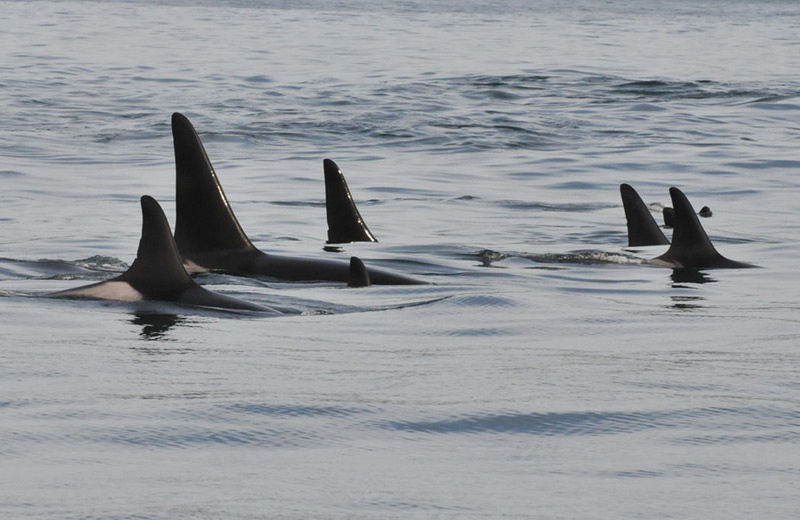 They're Baaaack: Finally, Orcas Spotted on Oregon Coast | New Info on Them