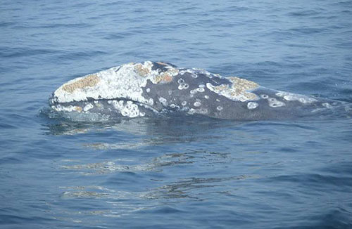 Whales in Awesome Numbers on Oregon Coast, Even Better on Tour Boats
