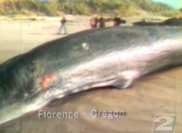Happy Exploding Whale Day: More to Oregon Coast Legend, Two Similar Whale Incidents 