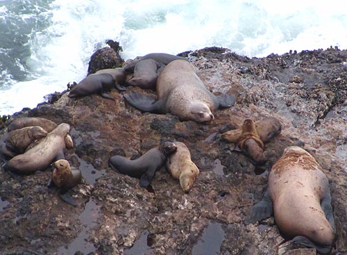 Oregon Coast Warnings: Crabbing Closure, Sea Lion Illness 