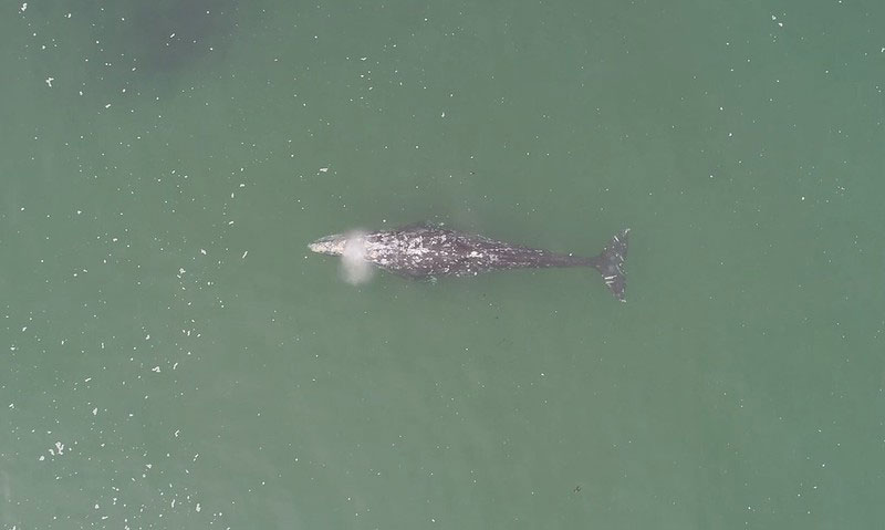 Researchers Worry About Declining Gray Whales Off West Coast, Including Oregon, Washington