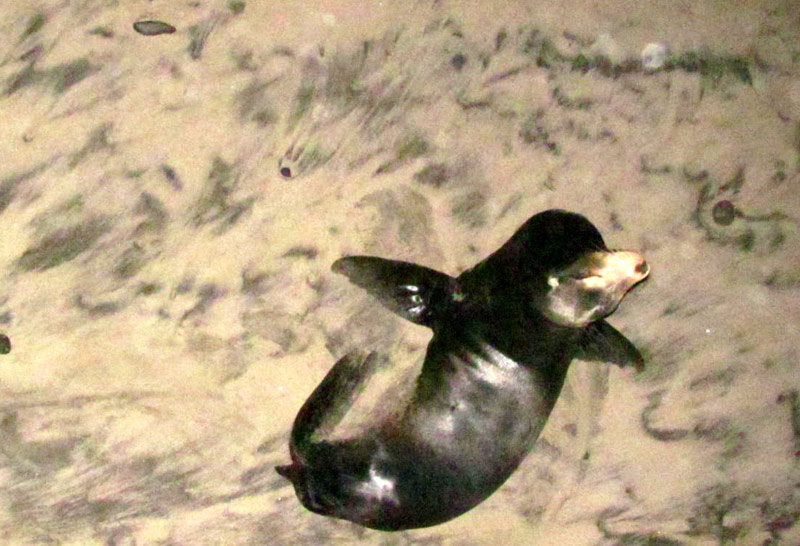 Leptospirosis Affecting Many Sea Lions on Oregon Coast Watch Your Dogs