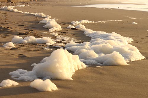 The Basics and the Weird About Oregon Coast Sea Foam