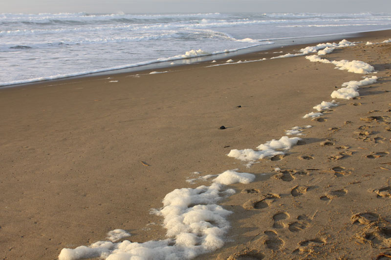 The Basics and the Weird About Oregon Coast Sea Foam